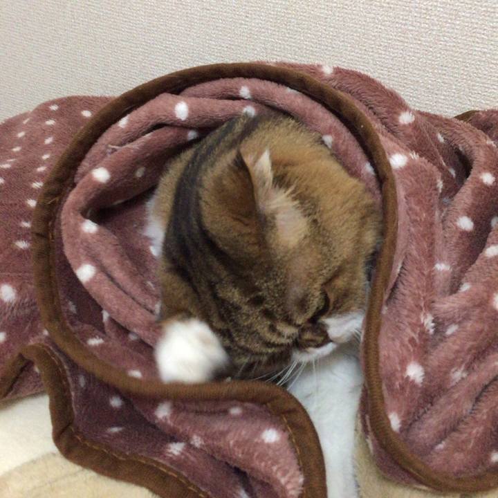 Eab2d9bf 3830 450a b132 4fc4603c3da5 1508033593344