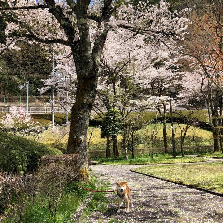 Eab42584 6359 4eba 886e b20b040403f5 1555575075745