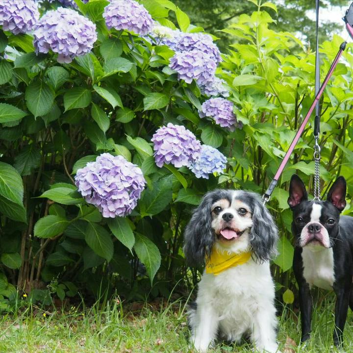 Eab603f4 ac5a 4115 8955 36f38f4f09d3 1528591479671