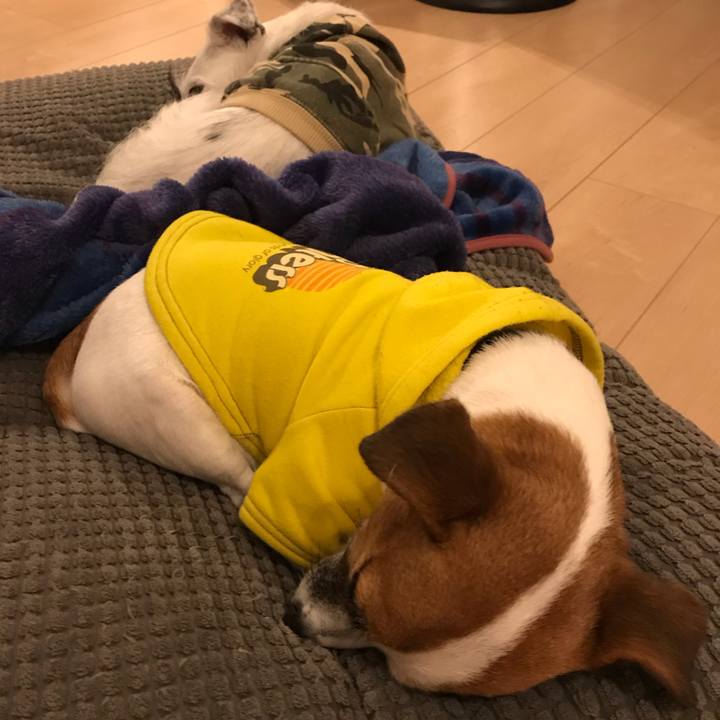 Eab664a6 d5af 438e 852c e8e3d105495d 1544798159288