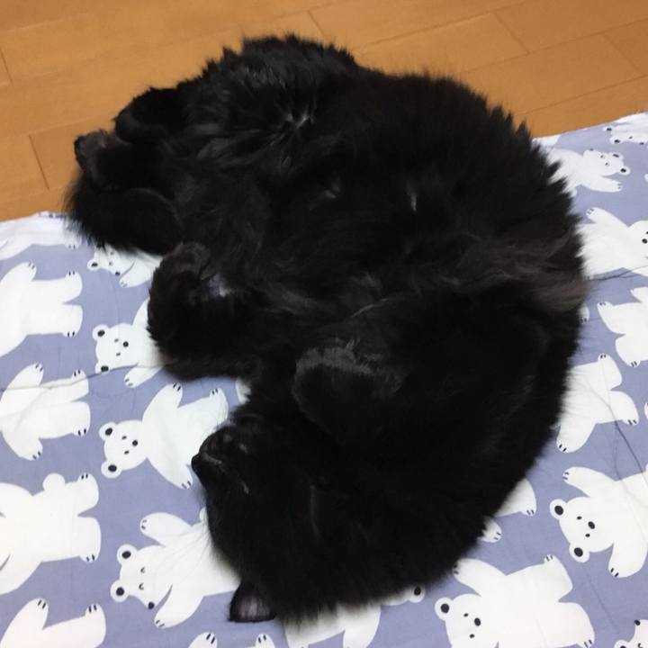 Eab8877d 9f8c 43d2 87ad 7920745dabeb 1515770150338