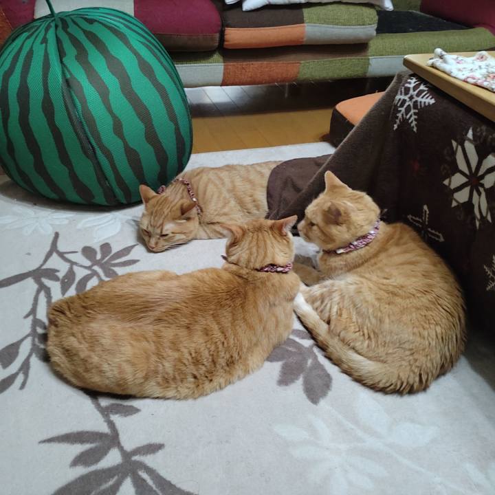 Eabb3fd2 d4aa 4a2a b5e9 82d68cc1e71b 1647858710698