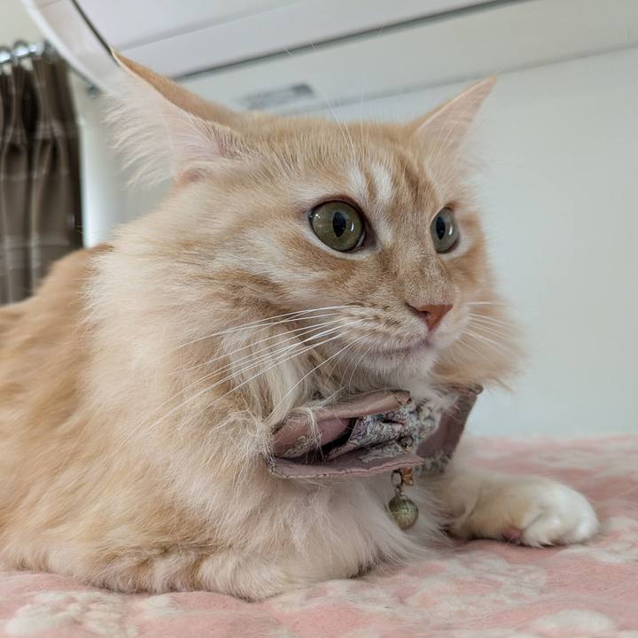 Eac11dcc 8436 4fec 9e09 e6f8f68c6855 1729385377631