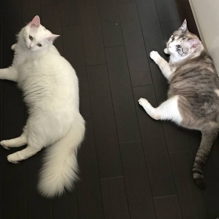 Eaca98c6 c697 429b bc0e 70606d85c355 1527158969448