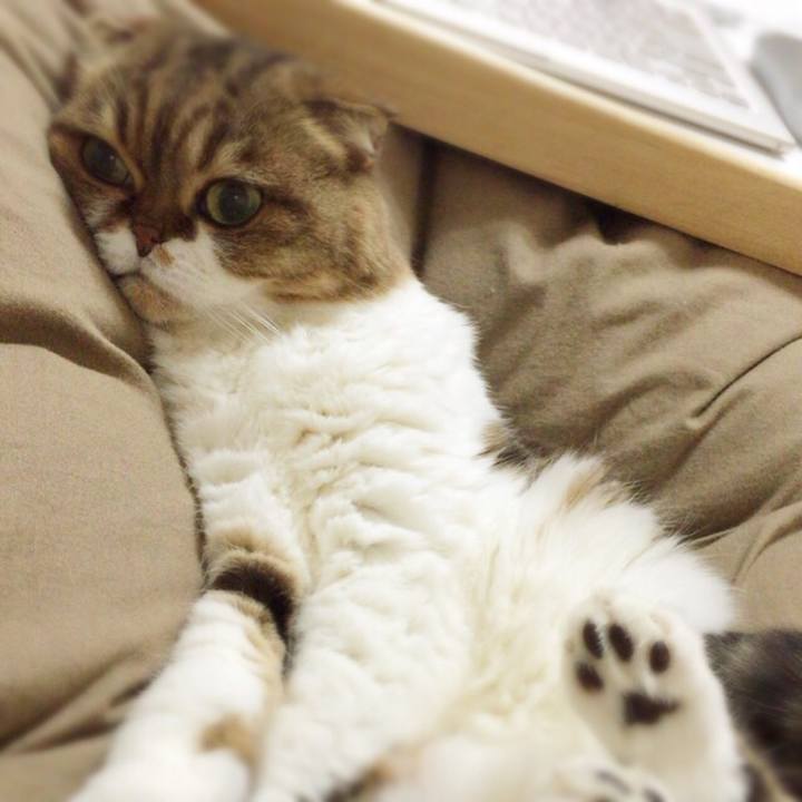 Eacefd6a 1cab 4d3e bfb2 8e81738bb440 1509871993630