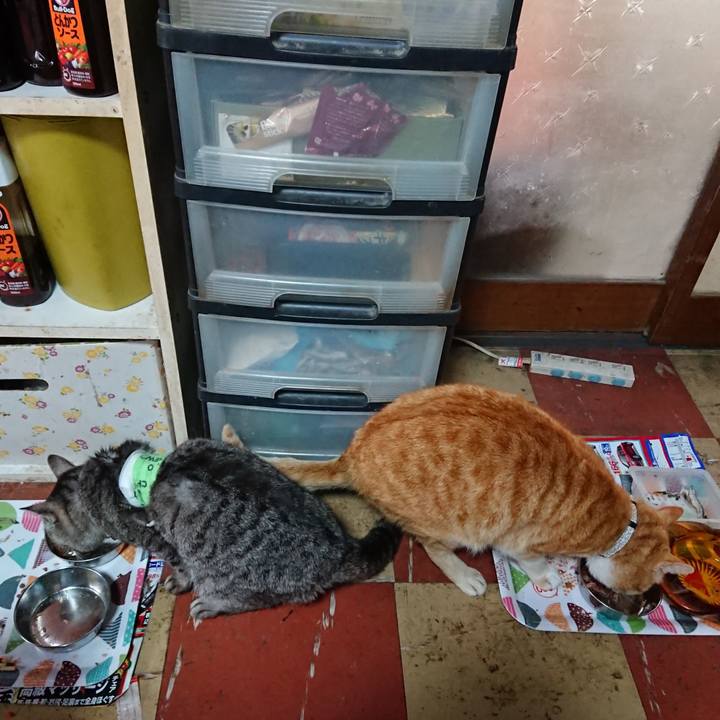 Ead08279 bd84 4ca2 8c11 cb2cc9b32efa 1587250652262