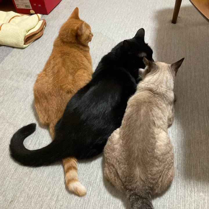 Ead3a8bb 9015 4c03 8f01 36b83135b784 1764515008727