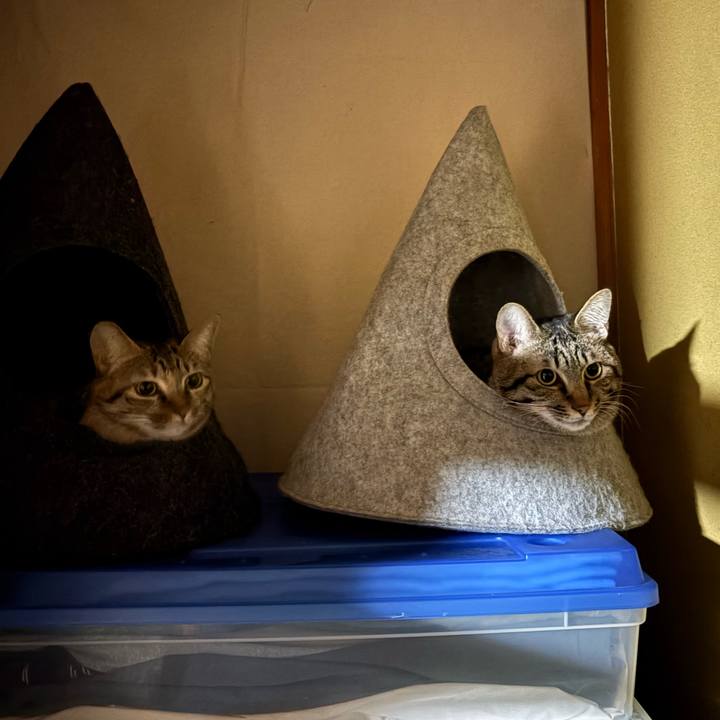 Ead6b587 2b39 43a6 8a52 6f37b6b942ed 1764793174571