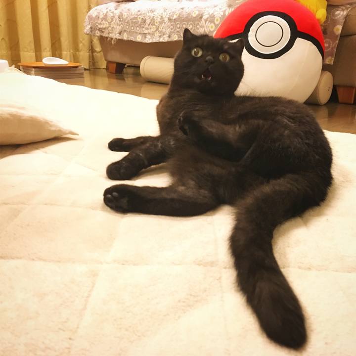 Ead7231b 694f 4304 9447 c09331fad79d 1510144111336