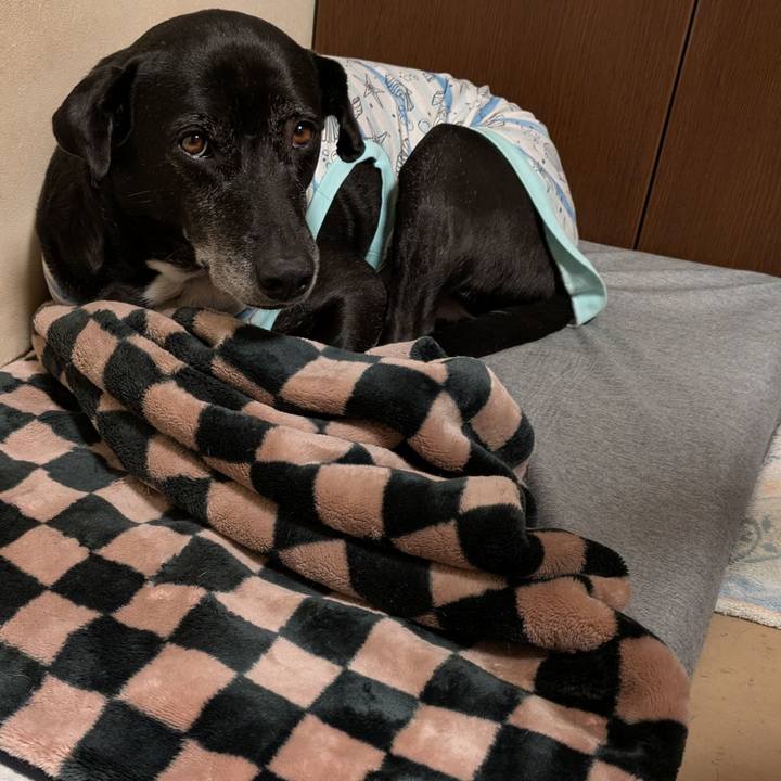 Ead9060f 0194 4bb6 9ffe db6e287dced1 1734395290954