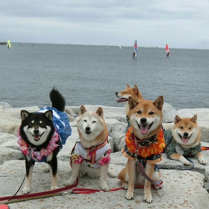 Eadbaaba 5a30 4892 a668 cc08ba4cee40 1563195626619