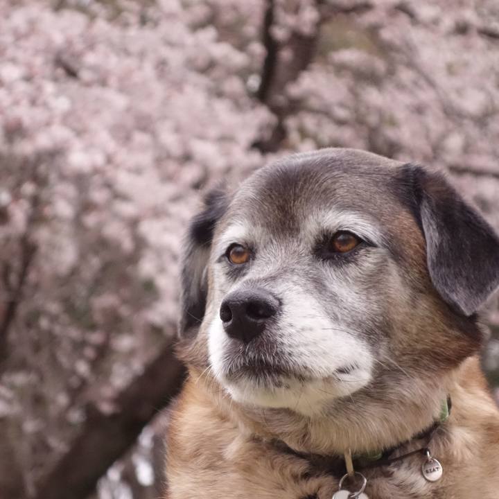 Eadc4298 13ab 4328 bbc9 a00b8877ffa0 1553821481118