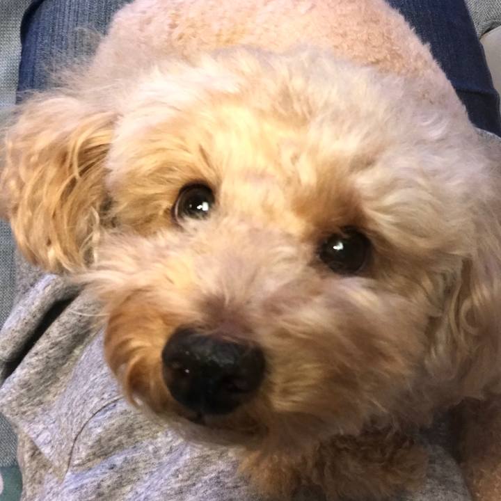 Eae064ee bb6b 43fb adc5 81e643e9233c 1576575960568