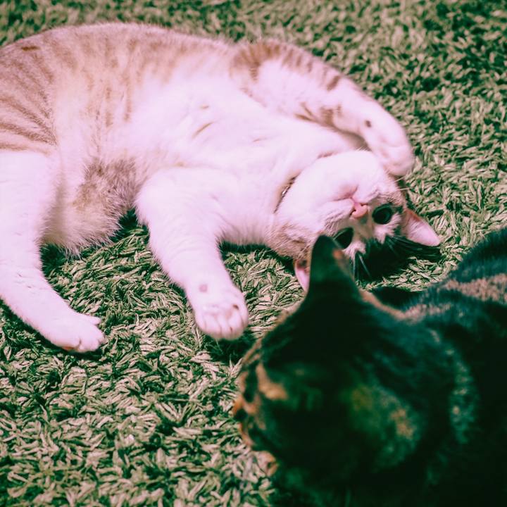 Eae5acd4 bbd4 4d6f bf5c 08d60bd69c7b 1604376225147