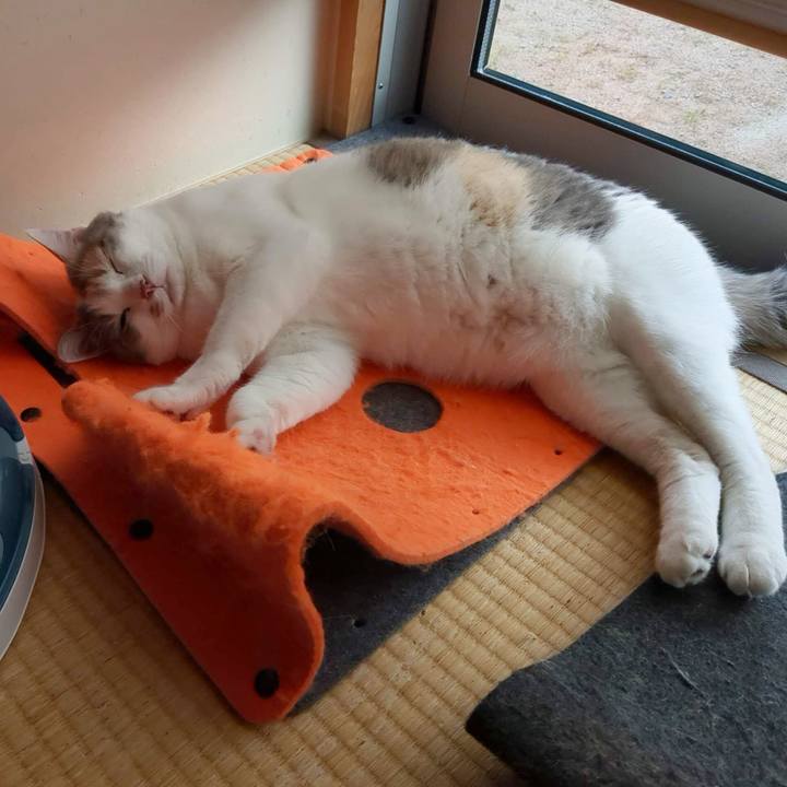 Eae5fc2c 4a43 4d45 ba3f a0bcbf64bf9d 1685170381939