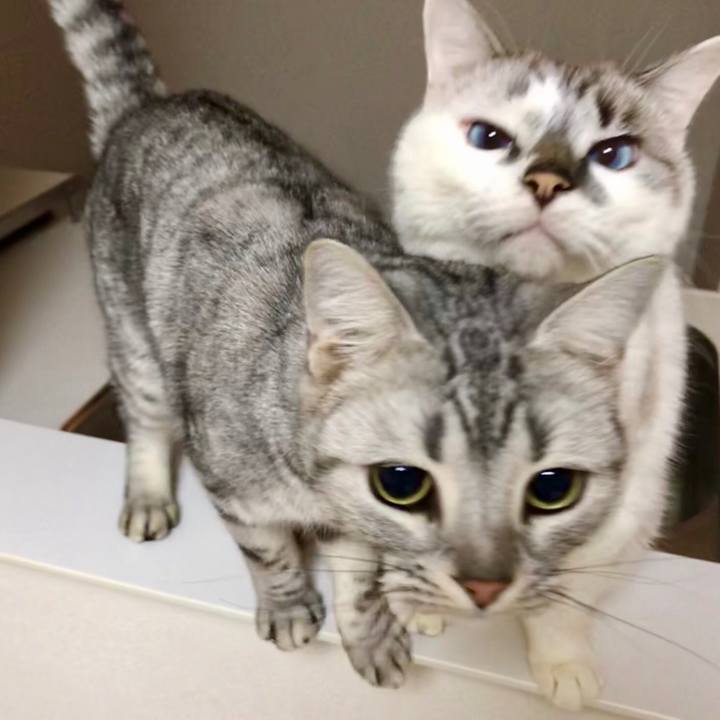 Eae77df6 33e6 488f 8626 7798119e0278 1546141513853