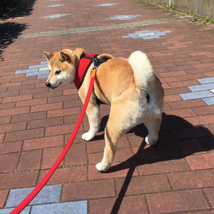 Eae7b2a0 3693 4c3e aeea 167035c2e4a6 1584500746418