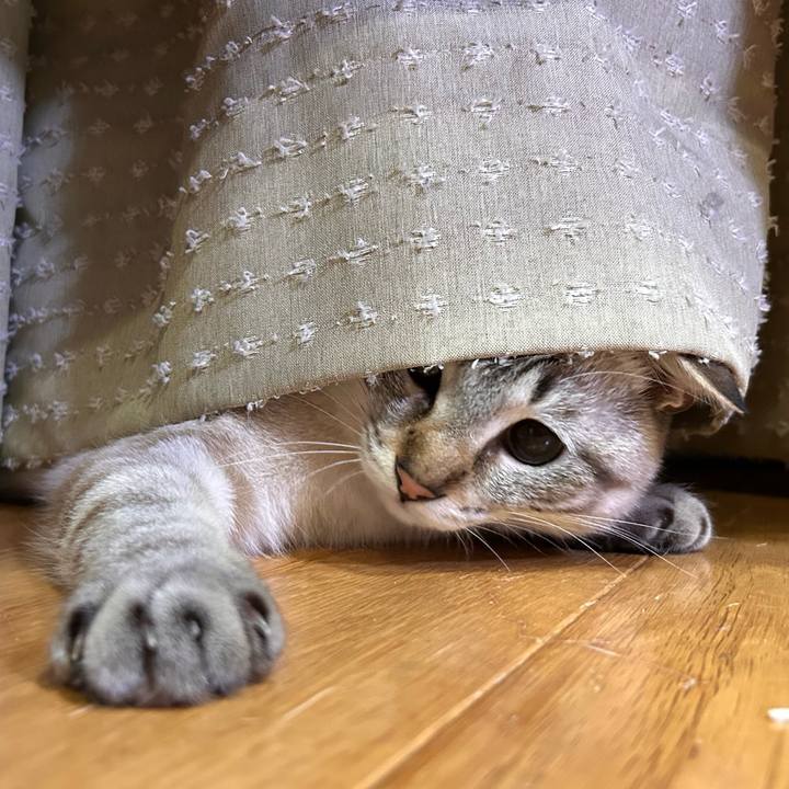 Eae8c0d2 cab2 4d1f a413 e00b953027ab 1743256190085