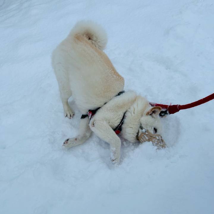 Eaea0af8 64f4 4c8b a070 d56c81ba0de5 1765923325646