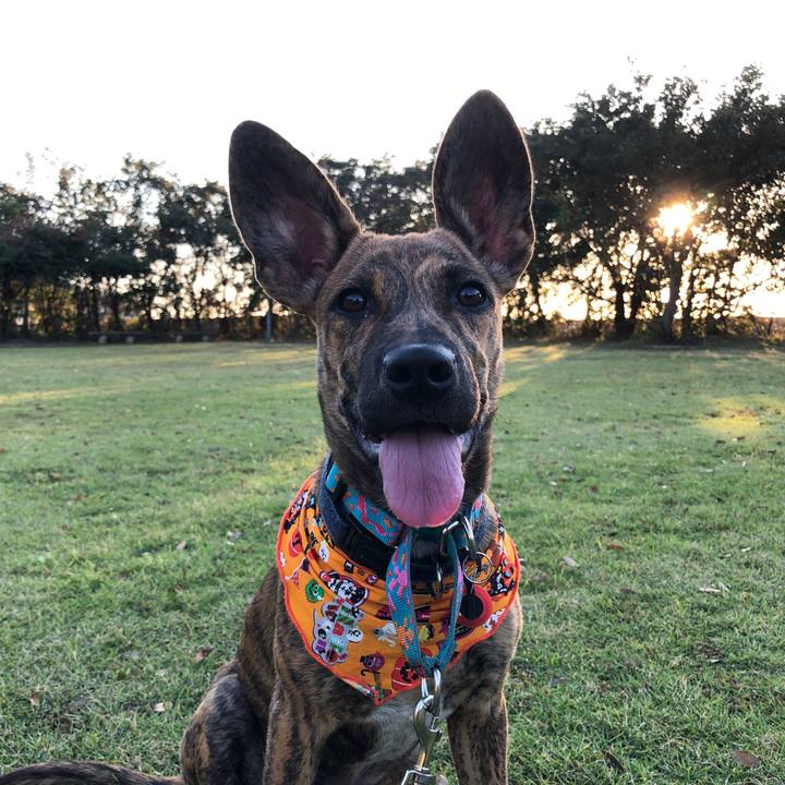 Eaea0e4f 4245 4f18 89f8 b1512047424e 1572512339717