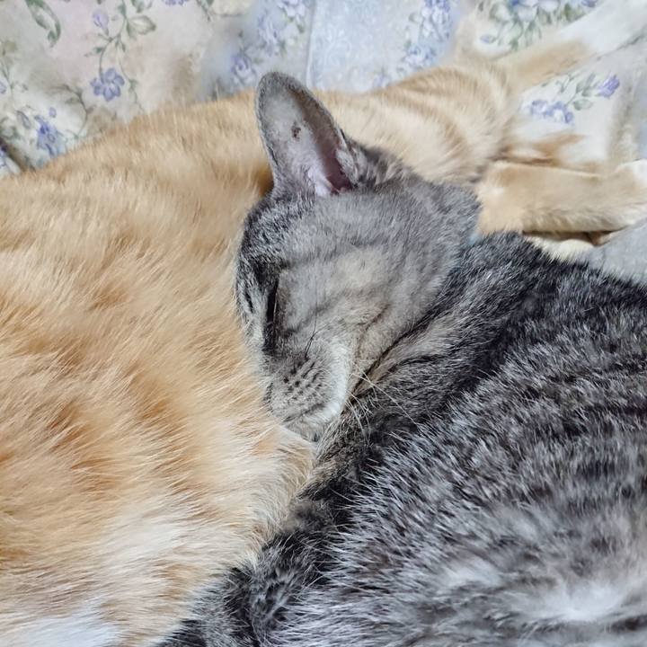 Eaea2d85 2029 4211 a7ff 50c9c0a5dc44 1575724259252