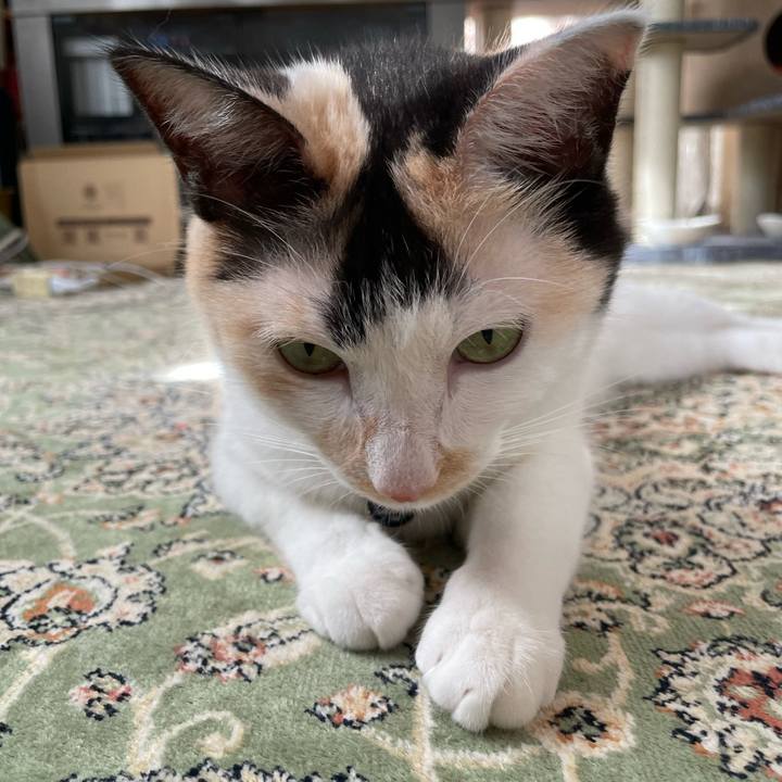 Eaed2be6 c505 415a ba74 e85a4583870e 1723849032363