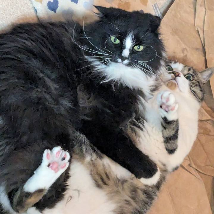 Eaefcb7e d070 49ea 89cc 2a1797bf61d4 1750112817172