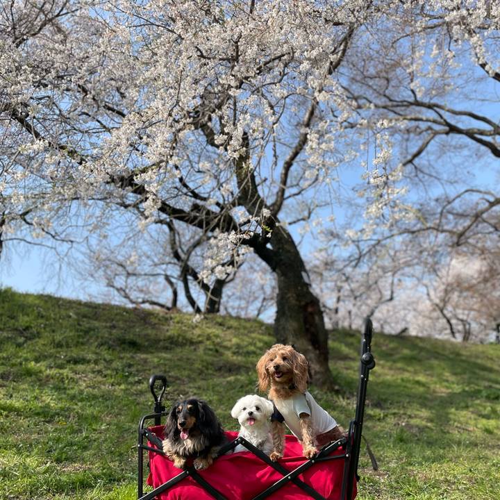 Eaf16972 5bce 4c6b 89e2 cbf79d5fea33 1774787921514