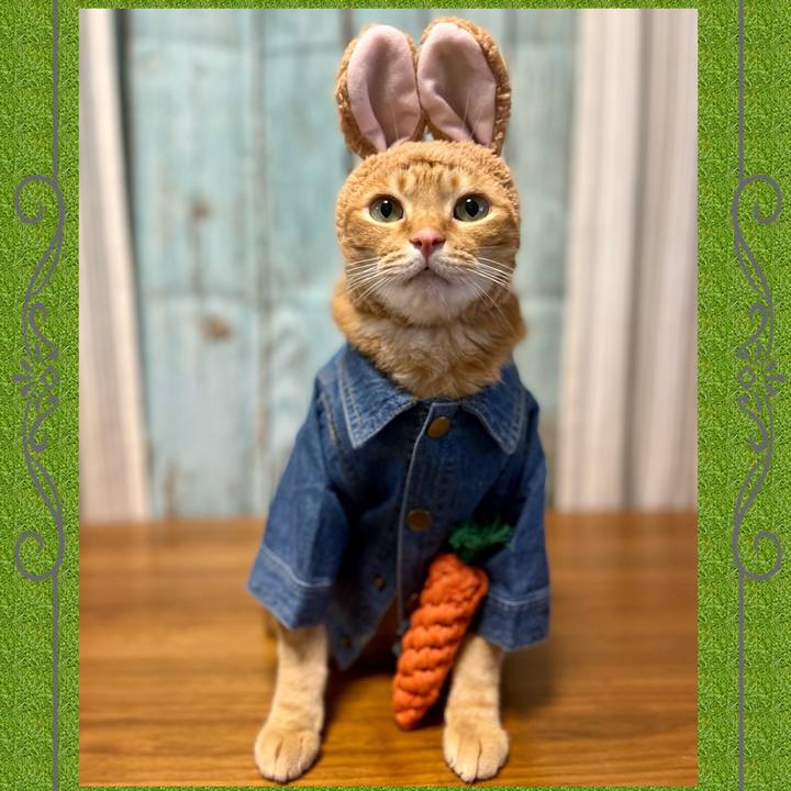 Eaf49803 0caa 431e 8775 f0dbcbe9e7c6 1671792882988