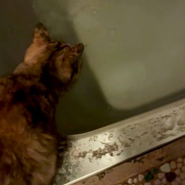 Eaf5c612 4d8a 4fc4 8f74 365cf3ace910 1761685535710