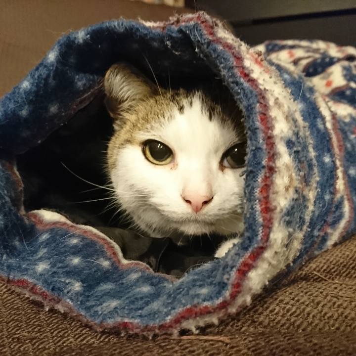 Eaf93d41 59f5 4afe a0ea 1c2bc71adf9b 1573485987042