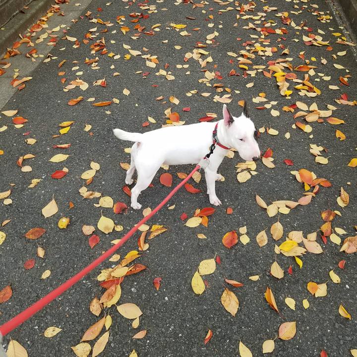 Eafeeddd ce0a 48ae bed9 7d4571b3934f 1509780484862