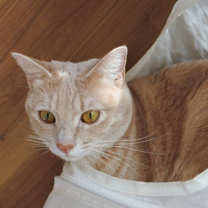 Eaff4b7a 80ce 4767 839a 1c05b294e1f4 1603788970549