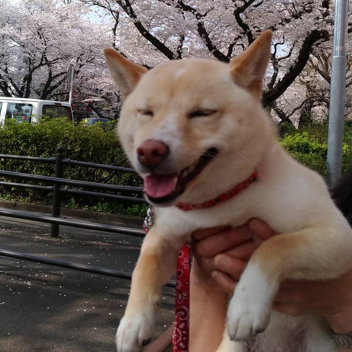 Eb060342 6aa1 45f7 896e c0e95fc196bf 1522237434786