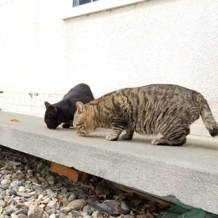 Eb0901ae d4d0 47b6 a7ec 35b1584392fe 1616761171280