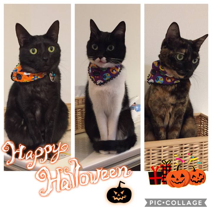 Eb11b95a 675c 41e6 896c bfecafbaf7e7 1540991388504