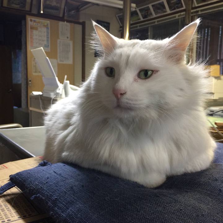 Eb11f8c8 7186 43ff 870d 0cf8955e0223 1511303166367