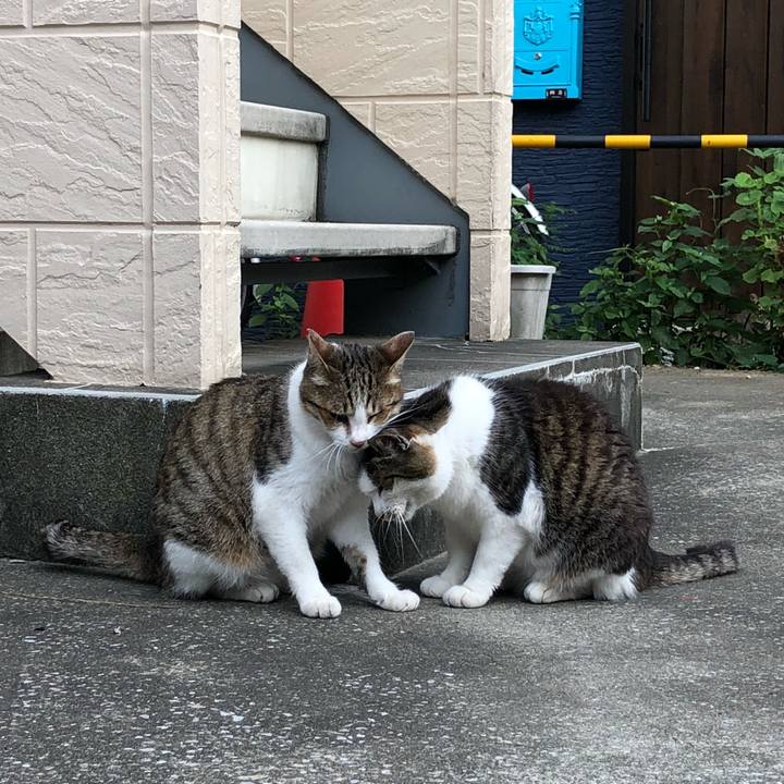 Eb1a7ed4 f25b 4ae0 a5fd 3d52d618f106 1531082972863