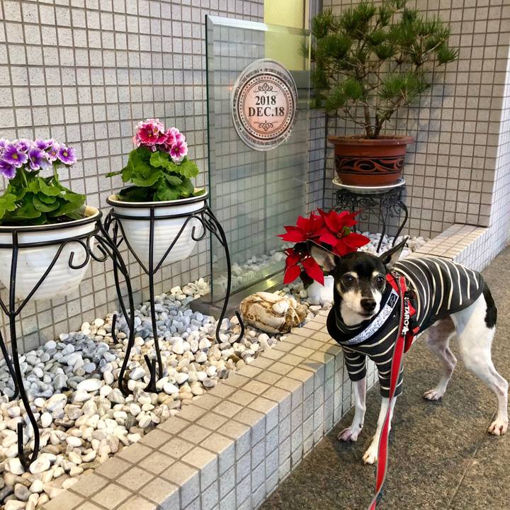 Eb1aecb2 53da 44e0 a79a 36a19f2fe2b5 1545090212287