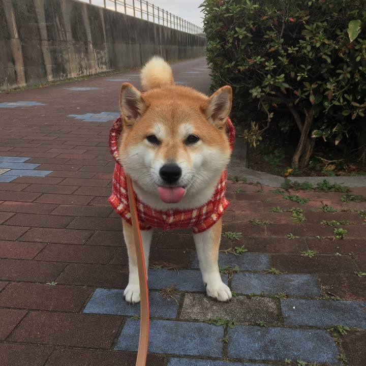 Eb1f2508 27ff 4780 8772 247afde6085d 1543730676471