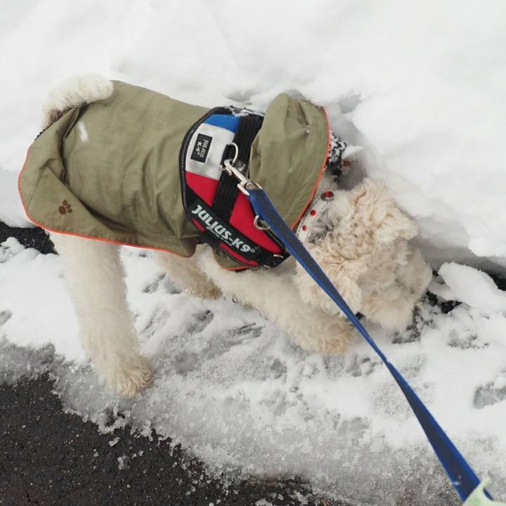 Eb224e11 350c 4c9b a133 572b2ea0688d 1517525508182