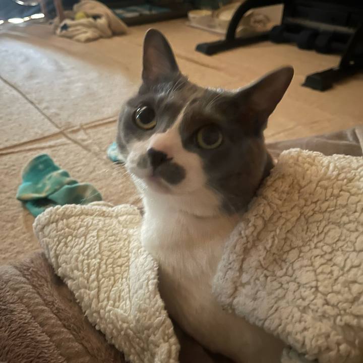 Eb232e4e ae72 4f8f bbef d43e1babfd0c 1742512323422