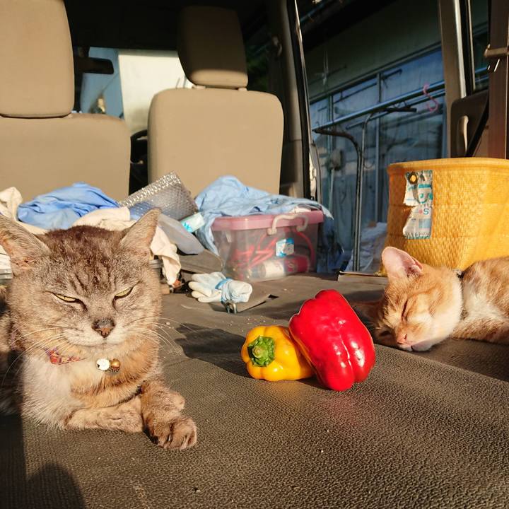 Eb28176d fe3b 4cc9 a0a9 e1209189ed31 1597268942266