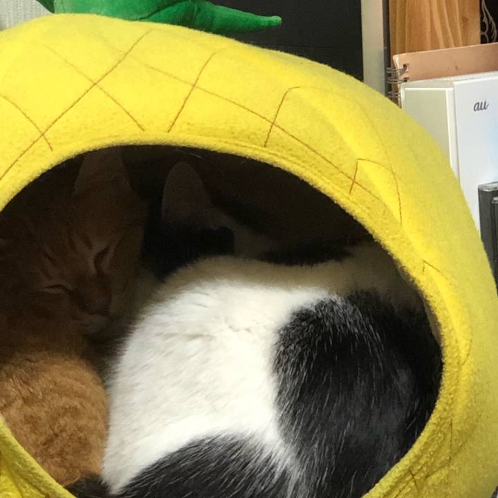 Eb2a804b 7d90 40d7 ab9f b866ea360c5c 1544700044580