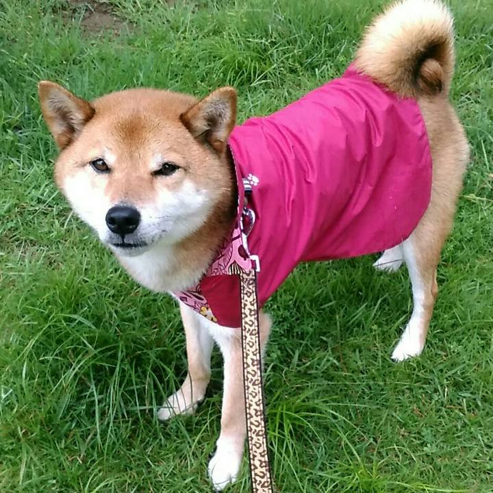 Eb2aac53 309b 46d8 8331 36ae54fec221 1529474332877