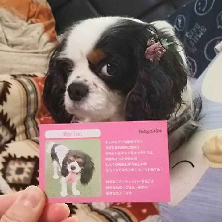 Eb2ce154 3b2c 4be2 b72b c5f7e364898f 1545373039286