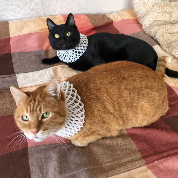 Eb2ef518 3af2 4baa 917a 4d88152d71b1 1672371465497