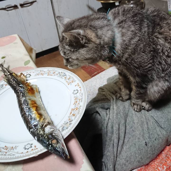 Eb311c32 9fa7 46ef 8020 9f6b2f7ac9e8 1574077416440