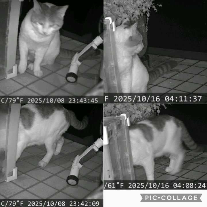 Eb38e0c5 000e 43e5 ac98 dde31bb35350 1760573107173