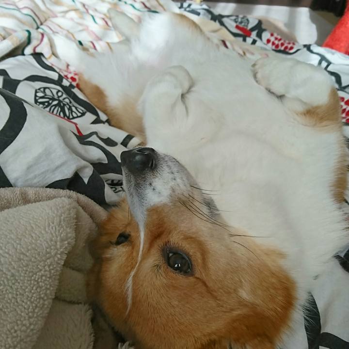 Eb41053c 3f8a 415f ad7f d5880b3ac309 1544763709050